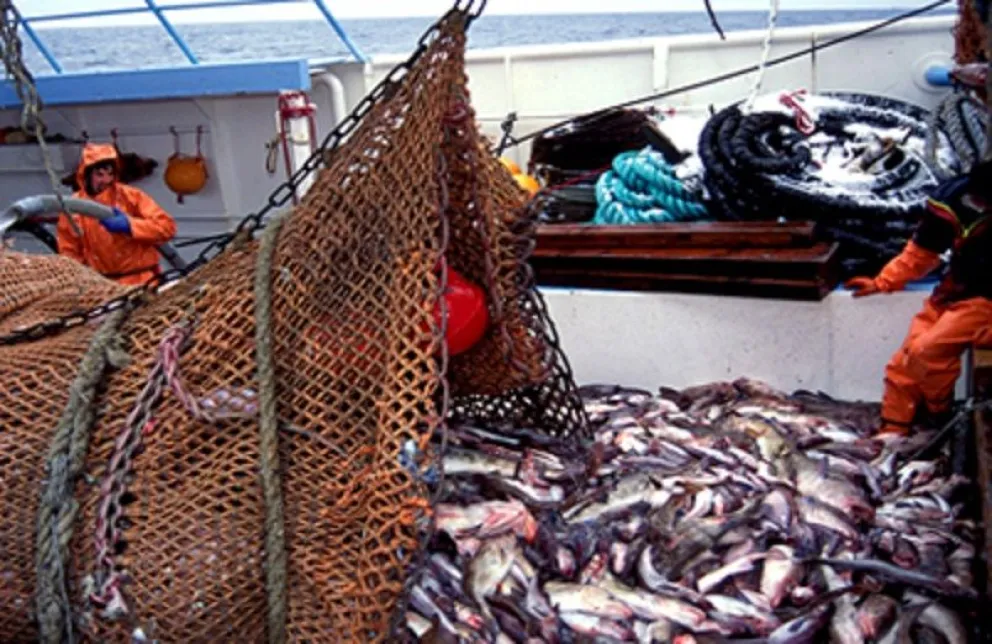 Prorrogan el plazo de entrada de la merluza argentina a Brasil