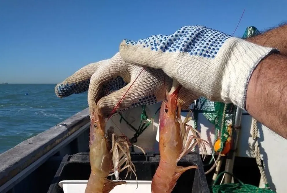 Ponen en marcha campaña de estudio poblacional y ecosistémico de langostino