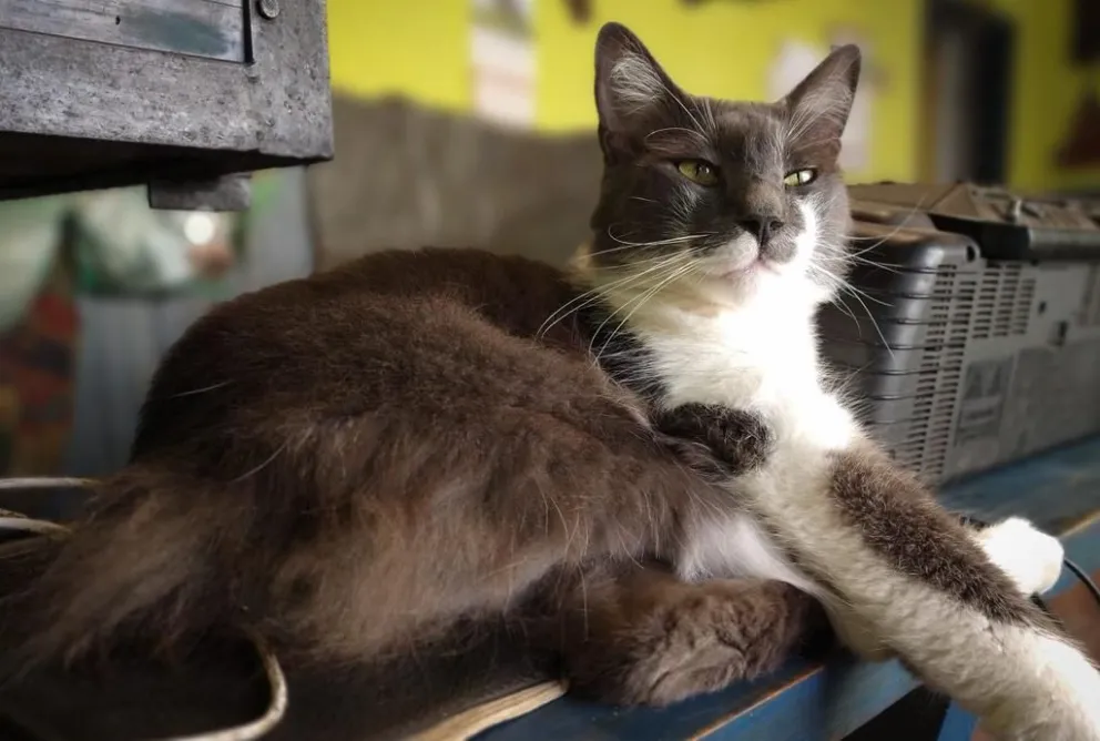 Difunden el nuevo cronograma del quirófano móvil para animales