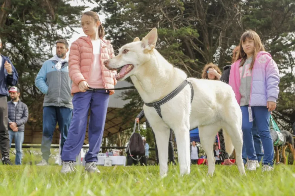 Mascotas y solidaridad: llega el día esperado para la PetRun