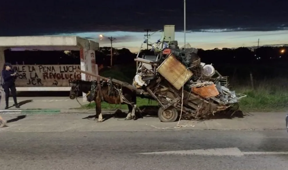 Encontraron una yegua preñada con signos de ahorcamiento y heridas cortantes