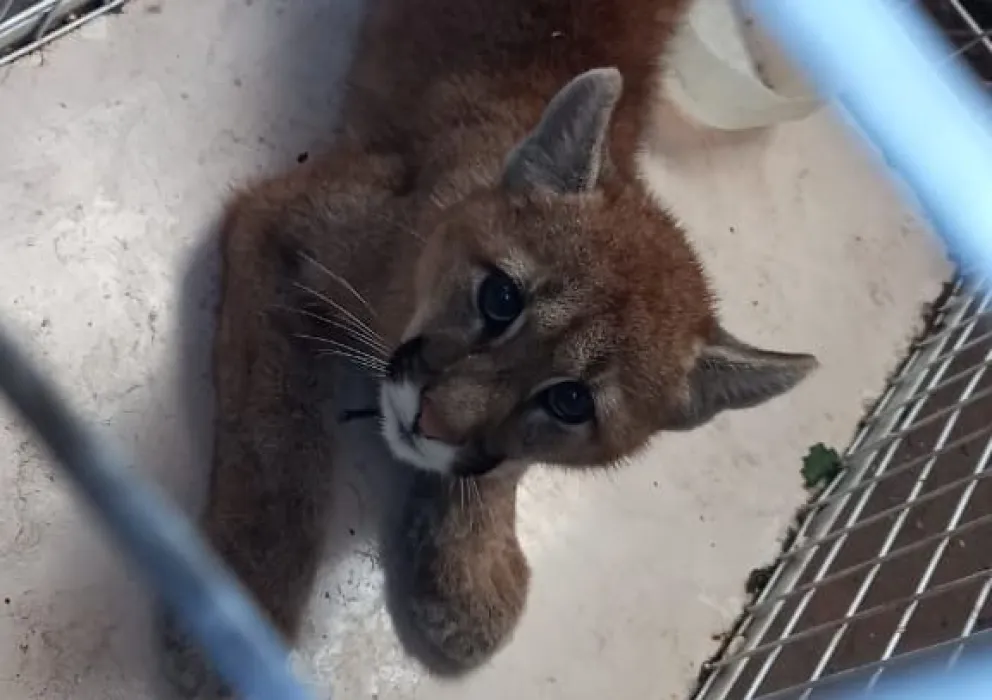 Un puma en Lobería: aparición, misterio y fuga