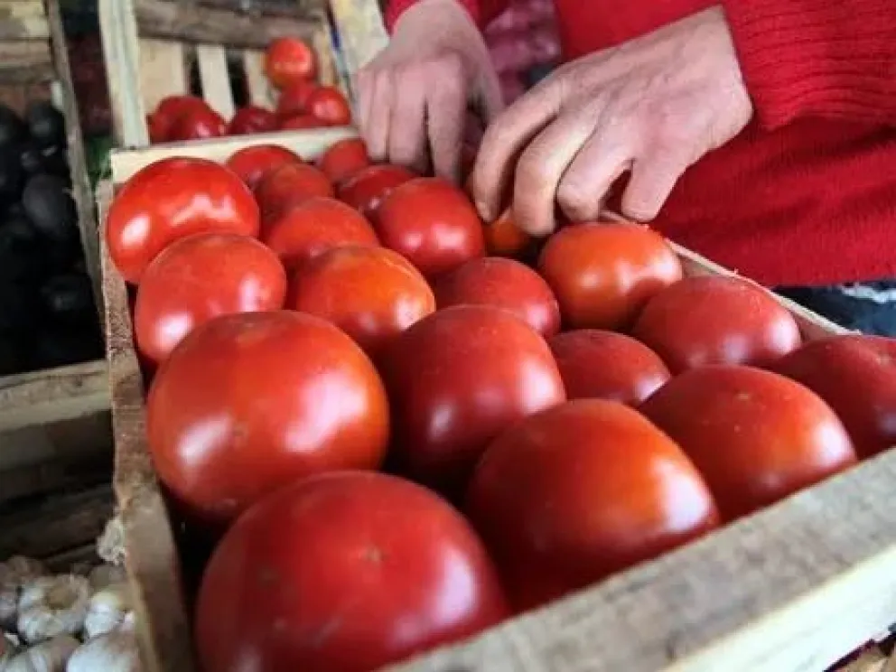 Alertan que no habrá tomates argentinos en el verano si no autorizan el ingreso de semillas