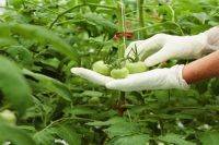 Fortalecer los esfuerzos en sanidad vegetal