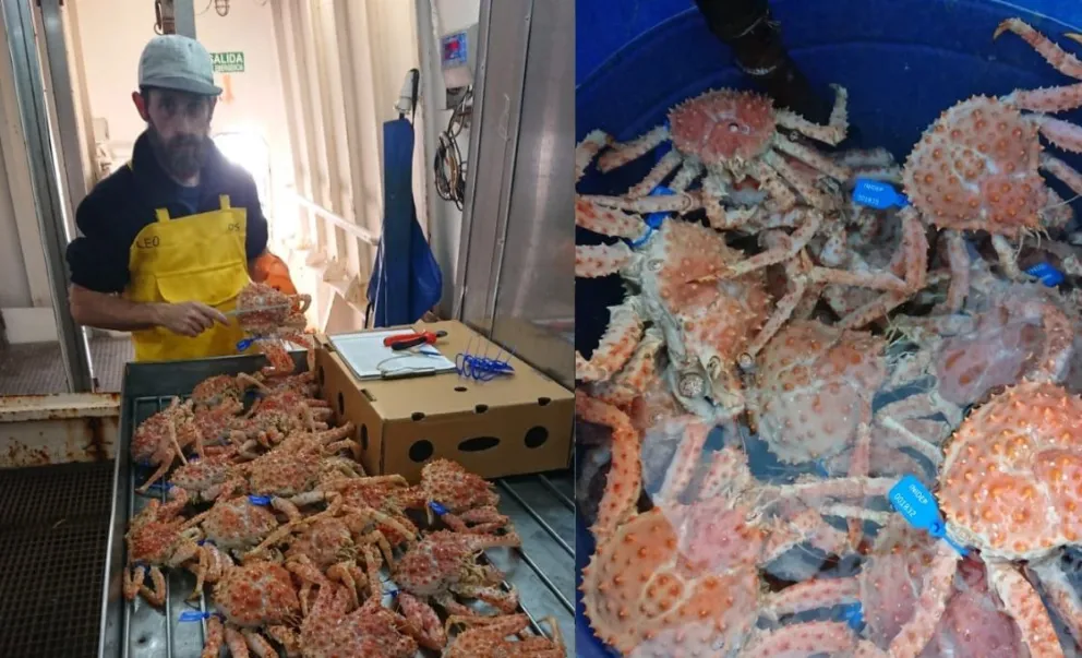 INIDEP busca marcar 5 mil hembras de centolla