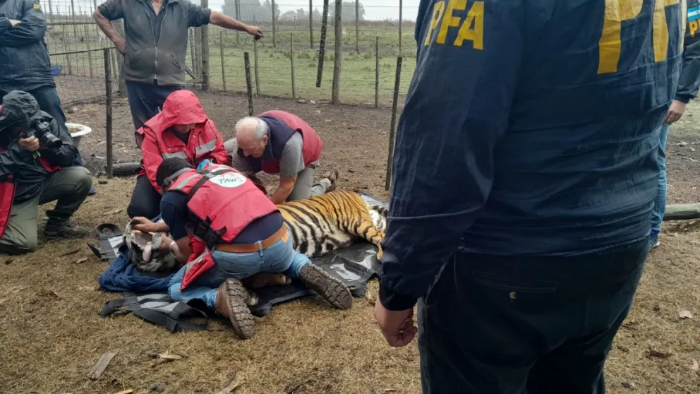 Rescatan a dos tigres de bengala en un campo de Balcarce