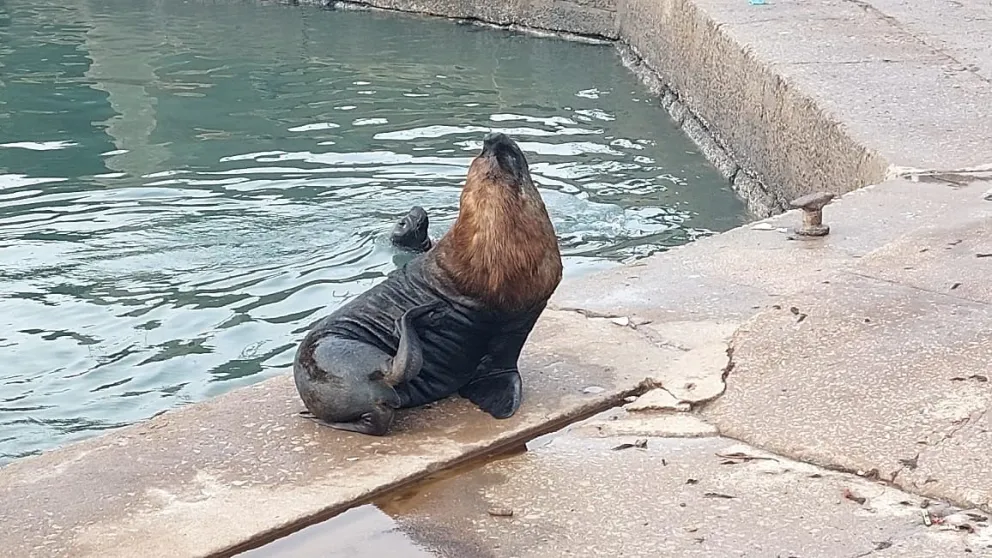 La historia de Guillermo, un voluntario que salva a los lobos marinos de los peligros de la basura del mar