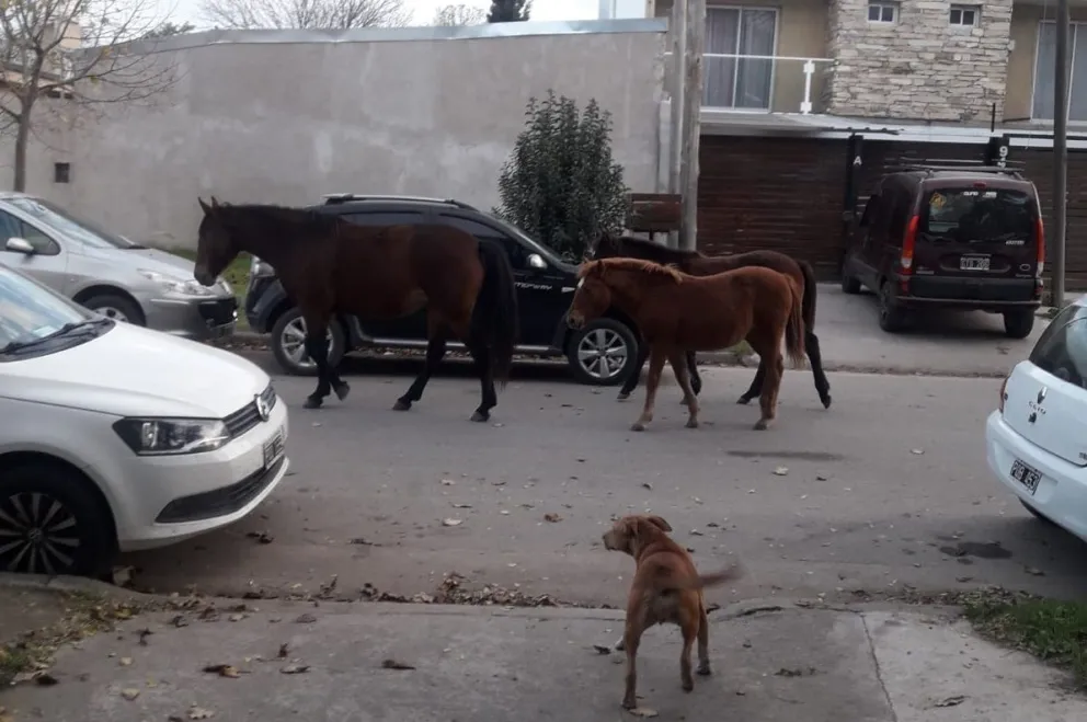 Denuncian presencia reiterada de caballos sueltos en el barrio El Gaucho