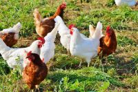 Muro destacó el avance de proyecto para reducirle cargas impositivas al sector avícola