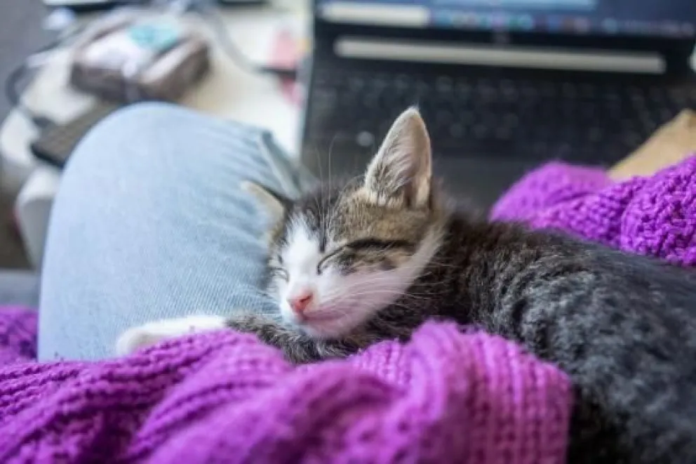 Dieron a conocer el cronograma del quirófano móvil para animales